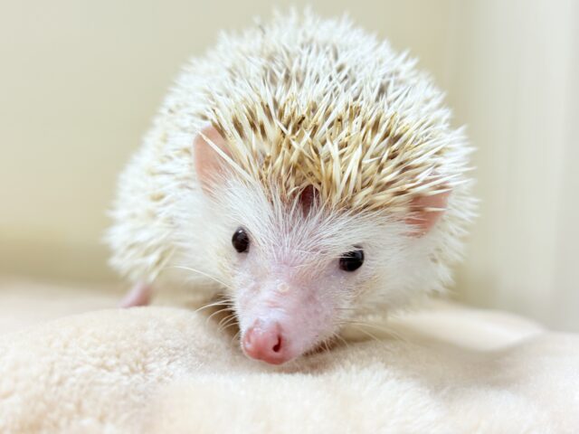 ハリネズミ（ヨツユビハリネズミ）