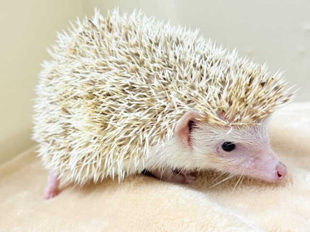 ハリネズミ（ヨツユビハリネズミ）