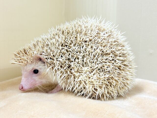 ハリネズミ（ヨツユビハリネズミ）