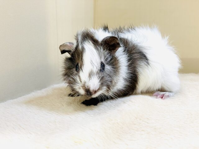 アビシニアンモルモット