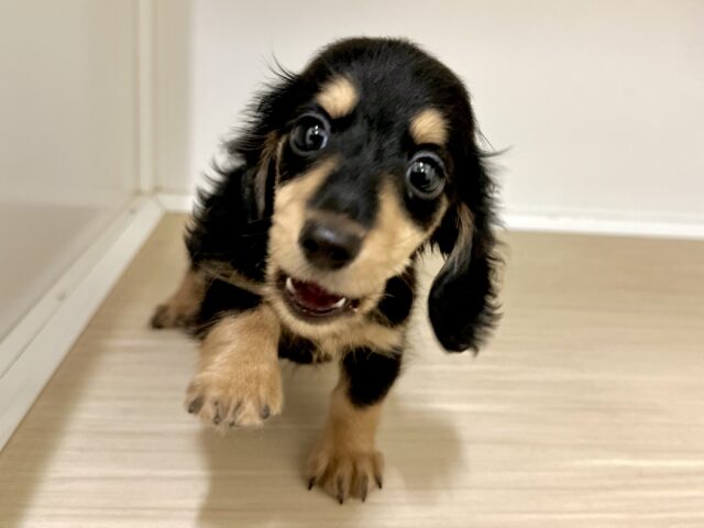 カニンヘンダックス