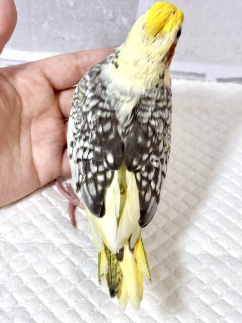 オカメインコ