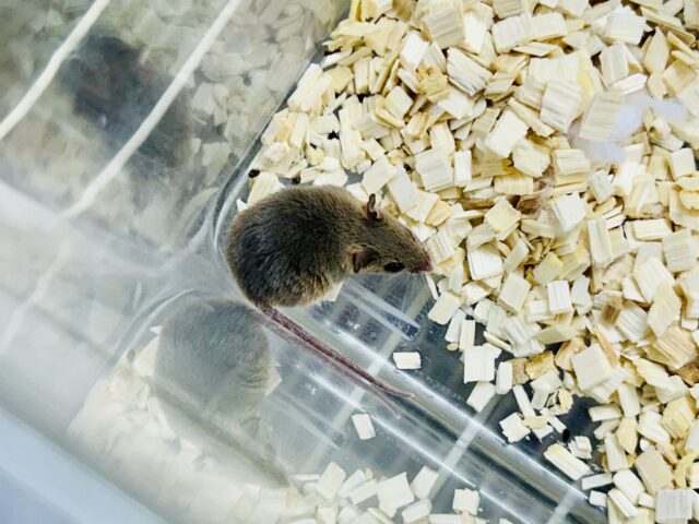 アフリカチビネズミ