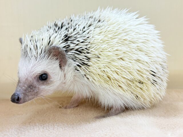 ハリネズミ