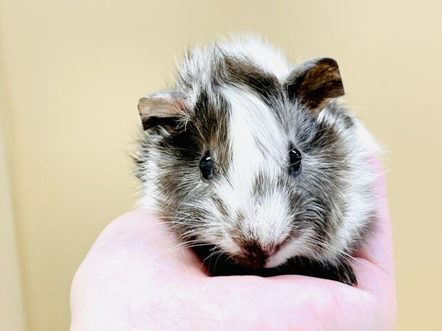 アビシニアンモルモット