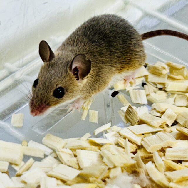 ファンタジーな世界観？？　アフリカチビネズミ