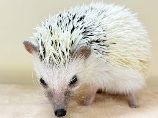 ハリネズミ