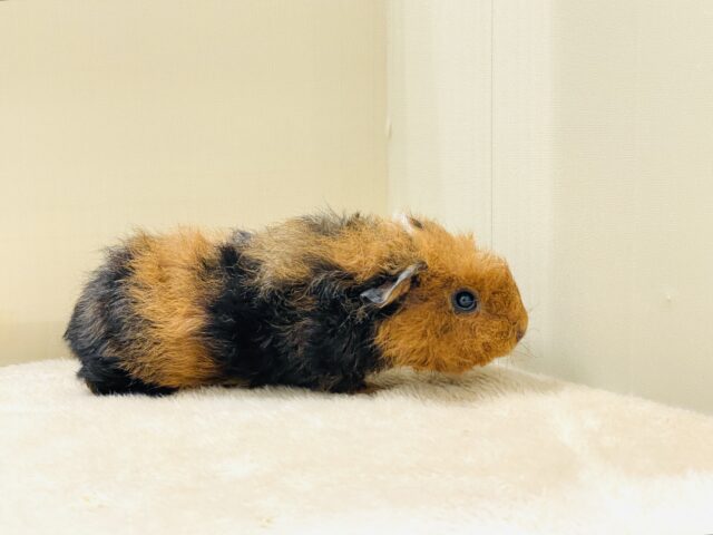 テディモルモット