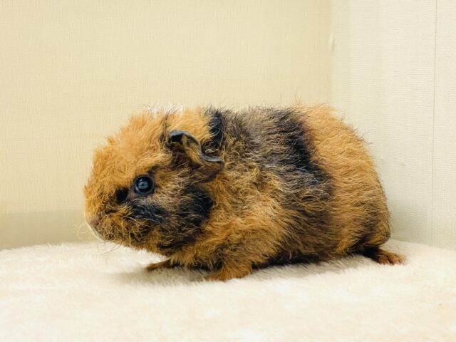 テディモルモット