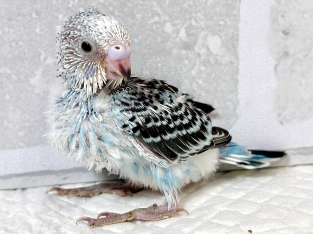 セキセイインコ