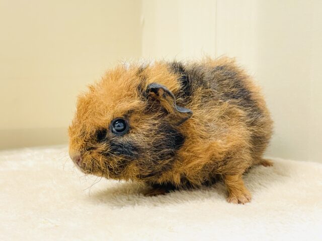 テディモルモット