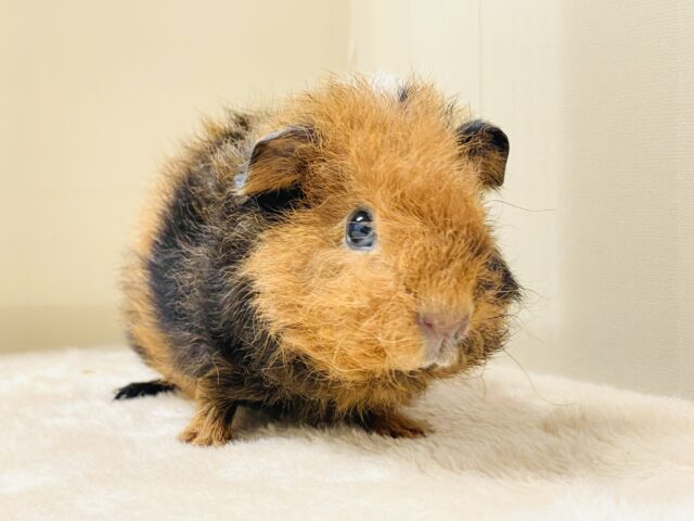 テディモルモット