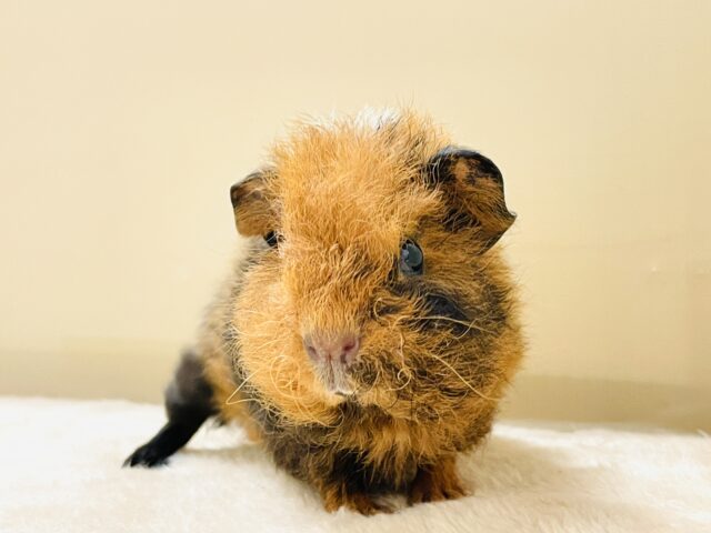 テディモルモット