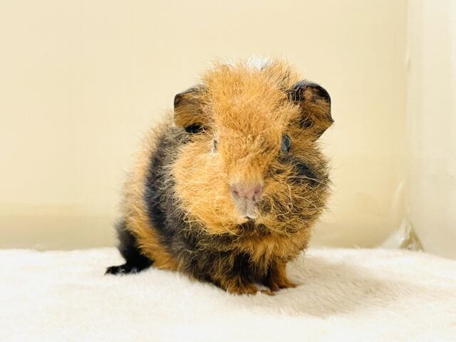 テディモルモット