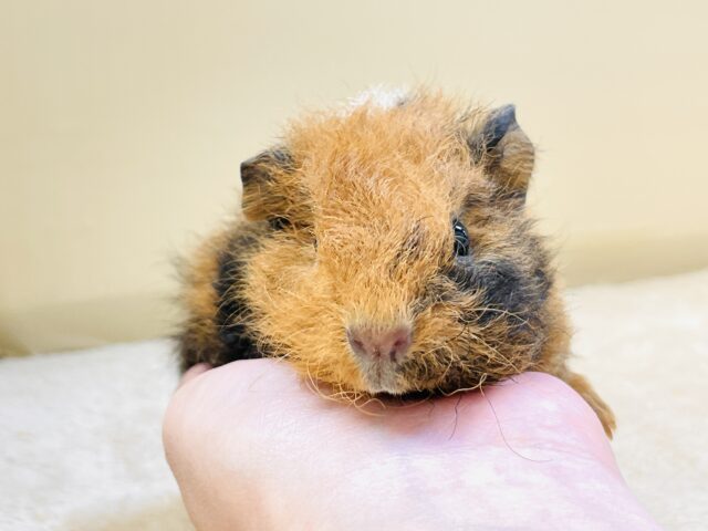 テディモルモット