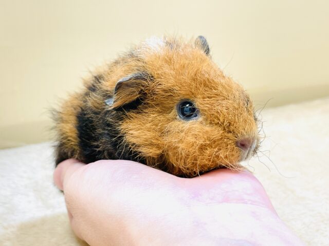 テディモルモット