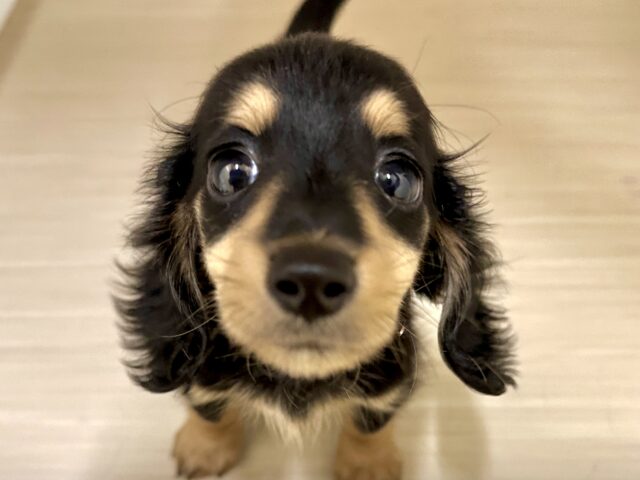 カニンヘンダックス