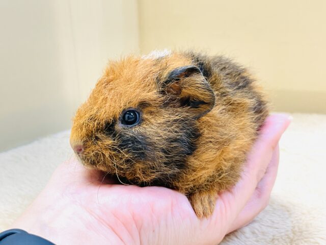 テディモルモット