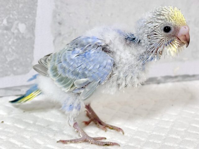 セキセイインコ