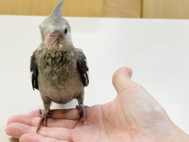オカメインコ