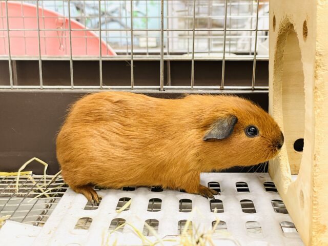 ロシアンスモークモルモット