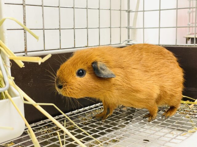 ロシアンスモークモルモット