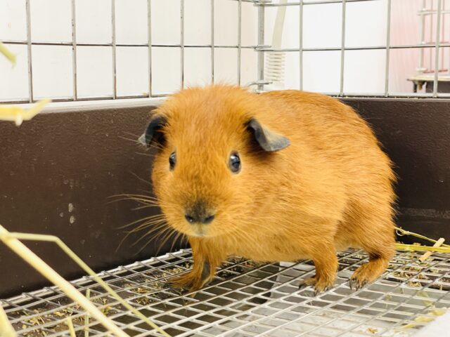ロシアンスモークモルモット