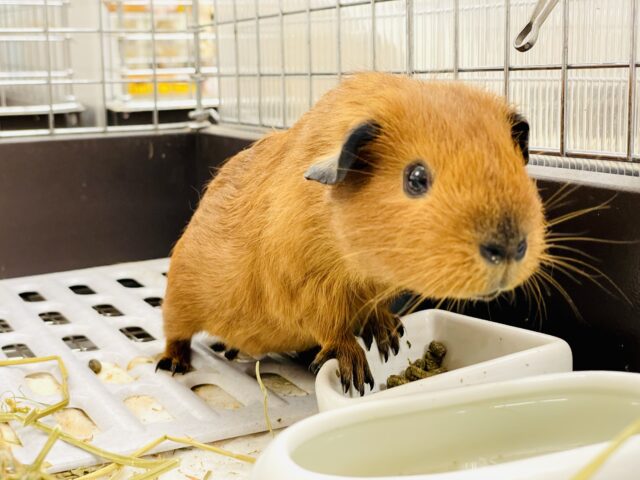 ロシアンスモークモルモット