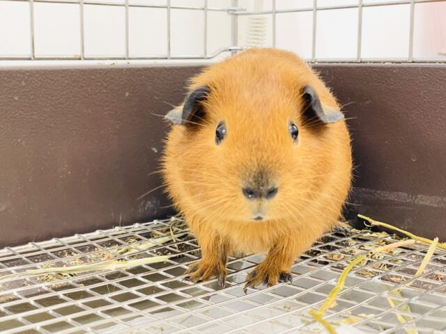 ロシアンスモークモルモット