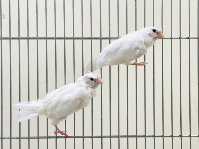 芸物ジュウシマツ