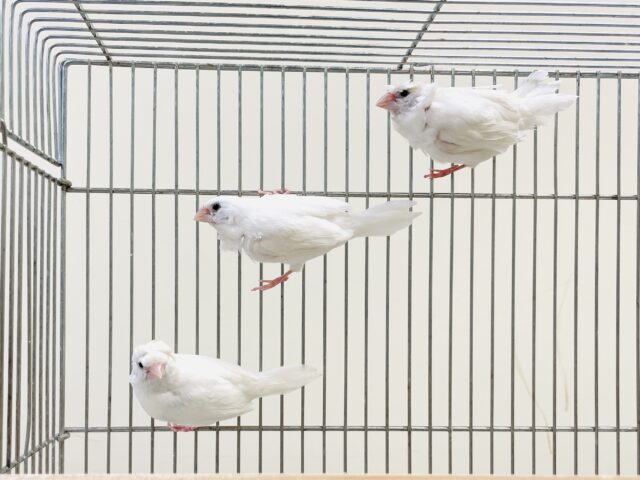 芸物ジュウシマツ