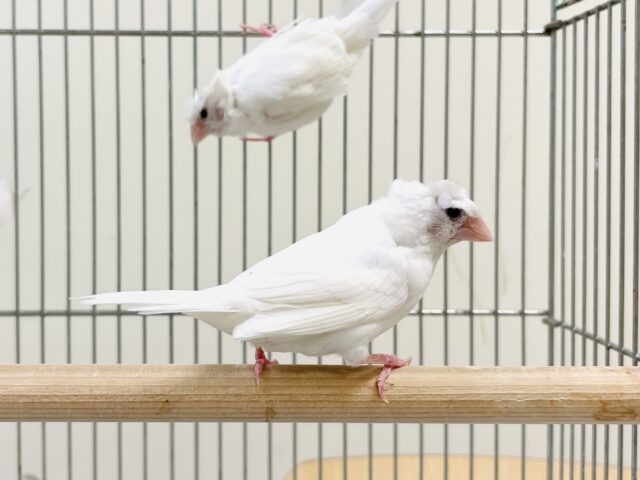 芸物ジュウシマツ