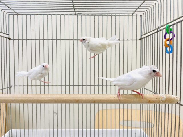 芸物ジュウシマツ