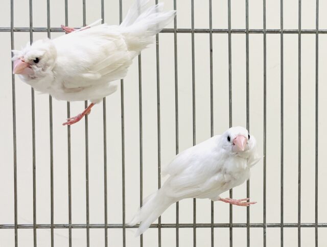 芸物ジュウシマツ