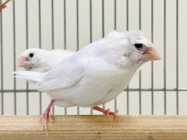 芸物ジュウシマツ