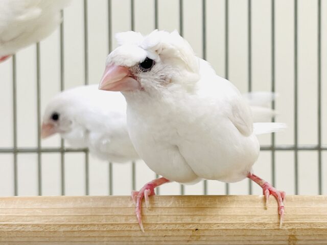 かわいい頭の梵天十姉妹さん💕