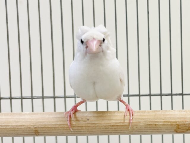 芸物ジュウシマツ