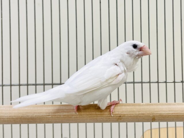 芸物ジュウシマツ