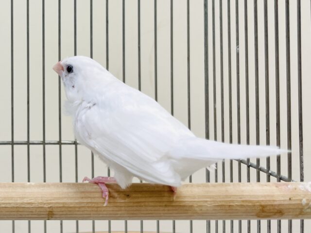 芸物ジュウシマツ