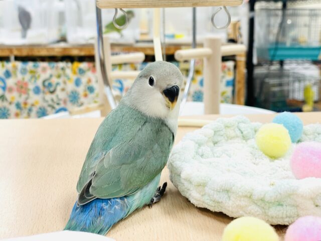 コザクラインコ（小桜インコ）