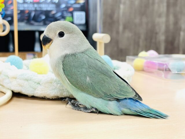 コザクラインコ（小桜インコ）