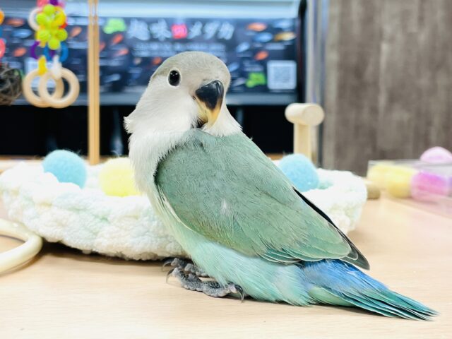 コザクラインコ（小桜インコ）