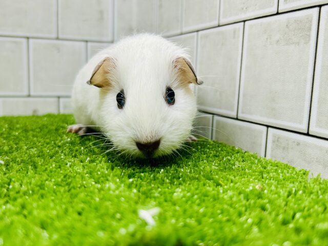 ロシアンスモークモルモット