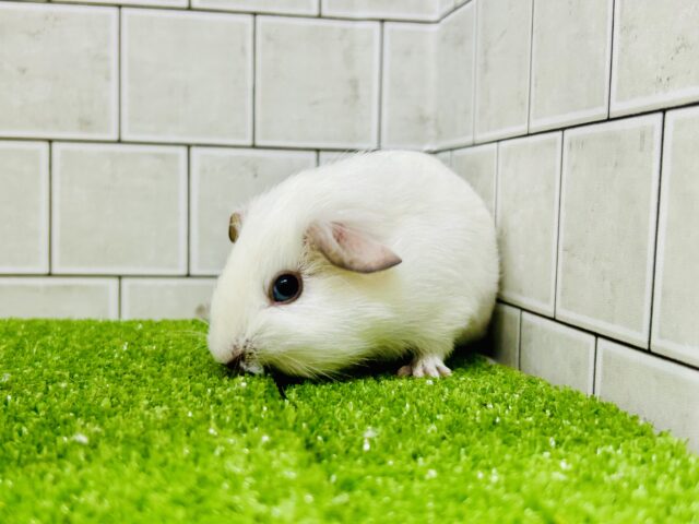 ロシアンスモークモルモット