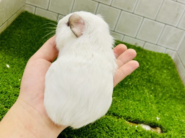 ロシアンスモークモルモット