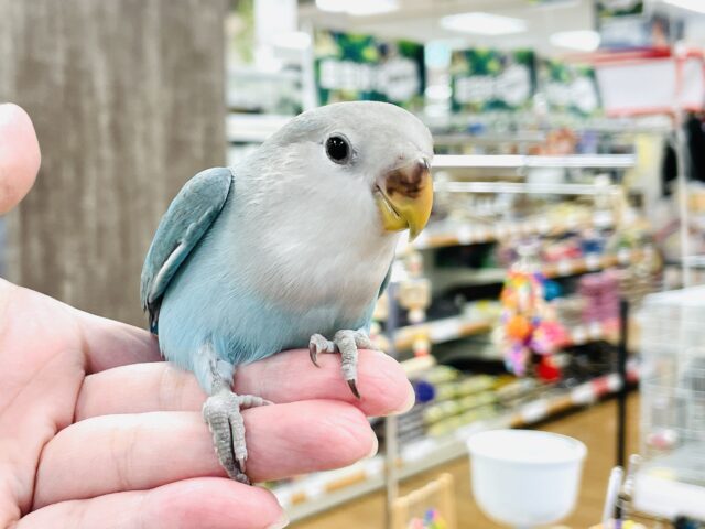 コザクラインコ（小桜インコ）
