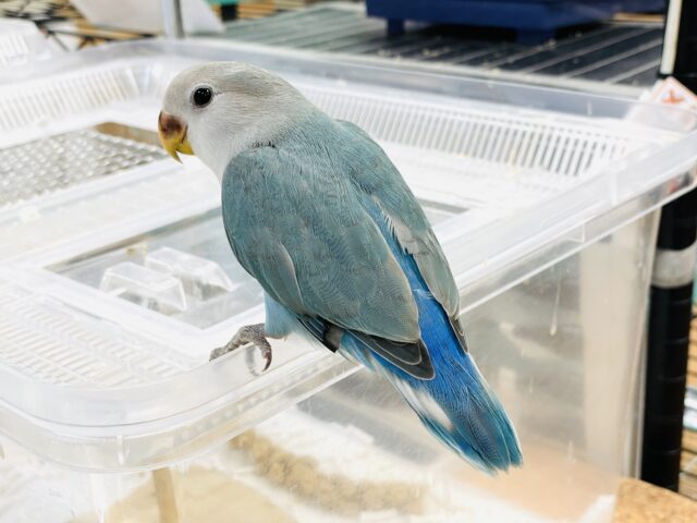 コザクラインコ（小桜インコ）