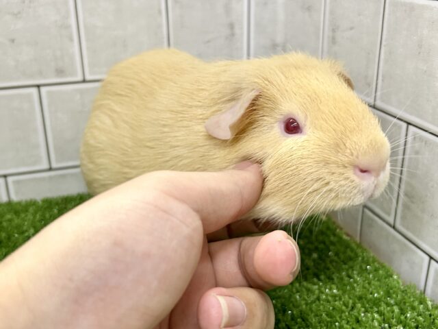 ロシアンモルモット