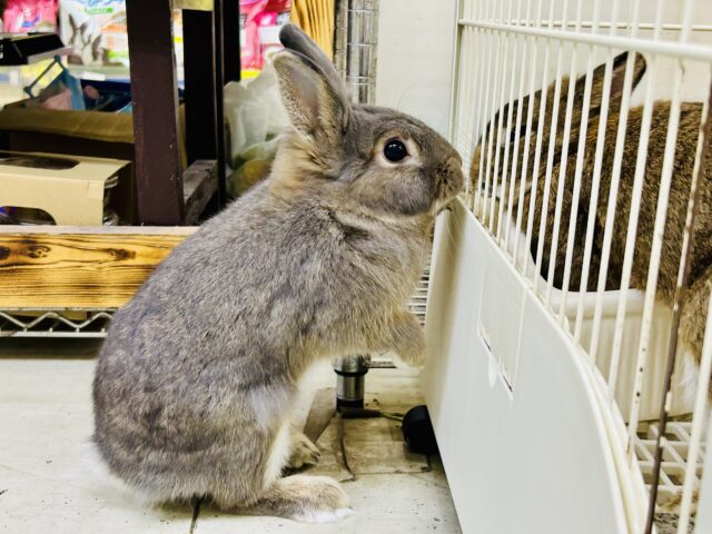 ライオンラビット