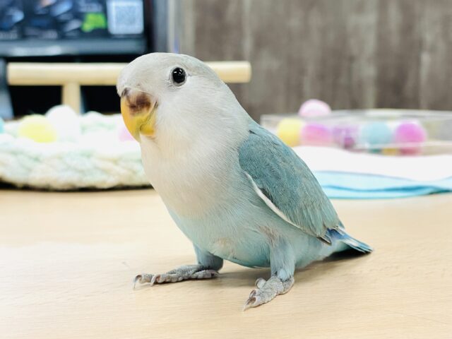 【最新画像】宝石のように深みあるカラー🍀📗コザクインコ(ダークターコイズグリーンバイオレット)(ヒナ)